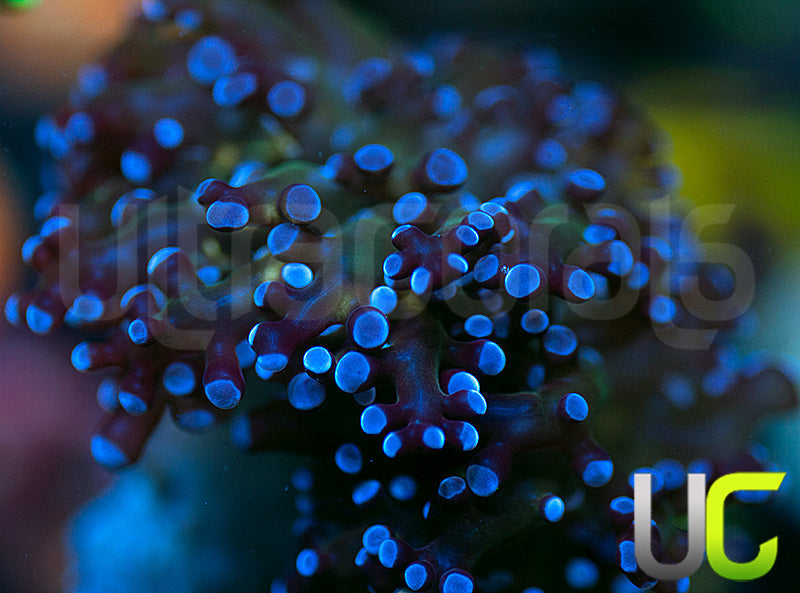 Ultra Blue Frogspawn