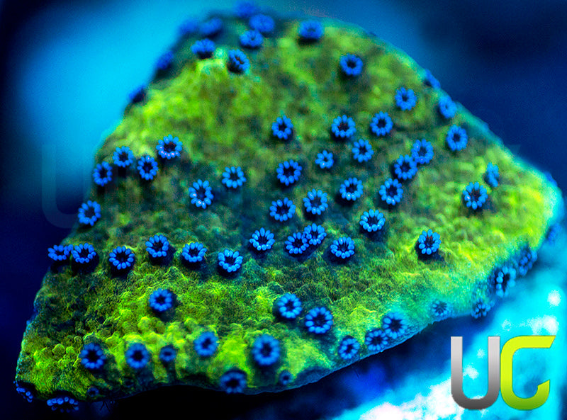 UC Blue Polka Dot Bikini Monti