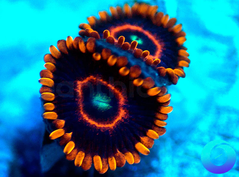 Red Hornets