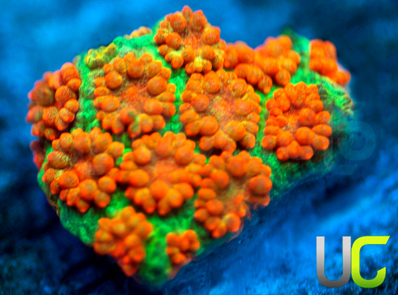 NEW RELEASE: UC Ringling Madracis