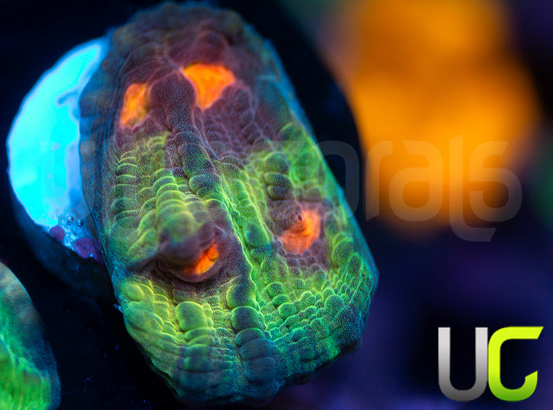 UC Jamberry Chalice