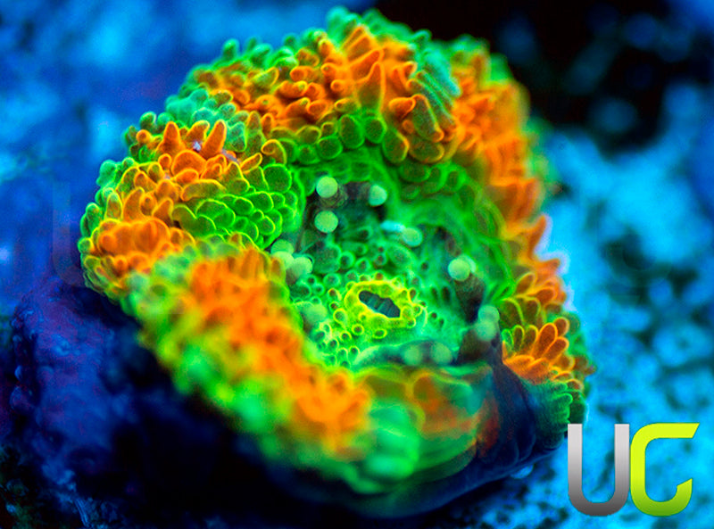 UC Caterpillar Killer Micro Amakusensis