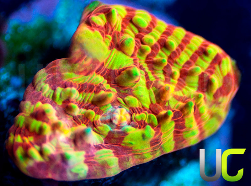 UC Rainbow Convict Chalice
