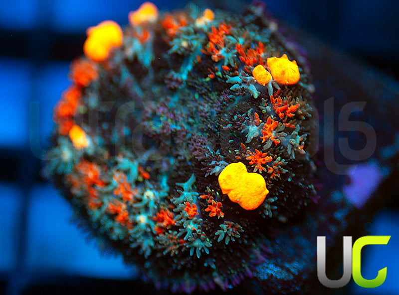 NEW RELEASE: UC Day Tripper Bounce Mushroom