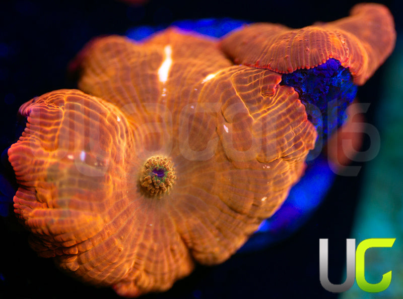 UC Fanta Mushroom