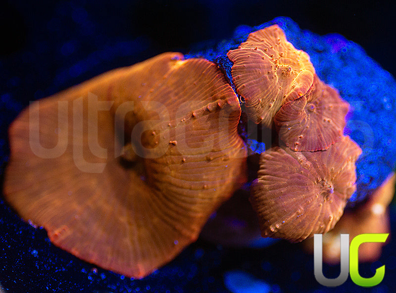 UC Fanta Mushroom