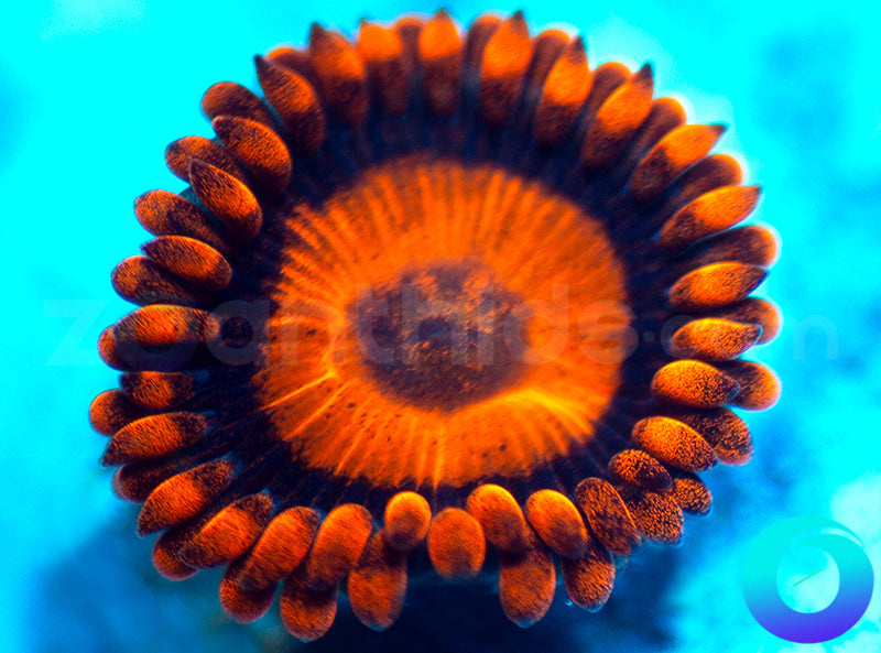 Oxides