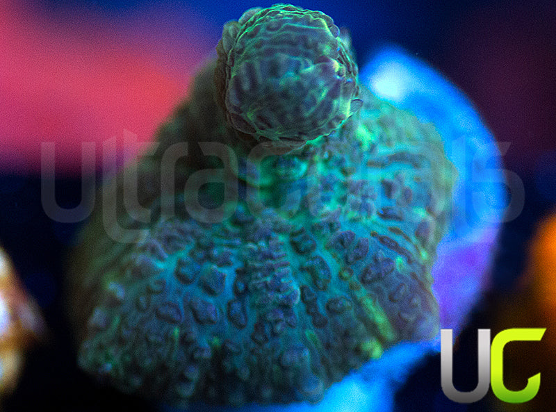 UC Purple Empress Mushroom
