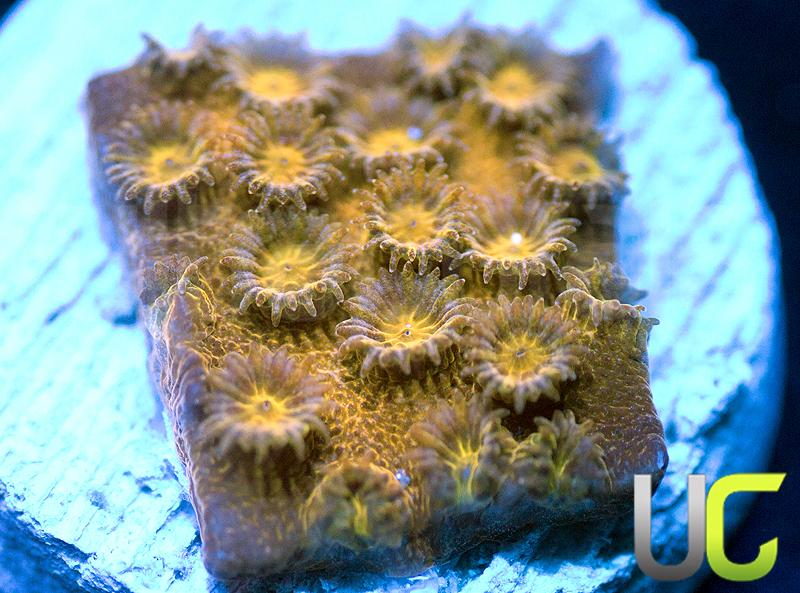 JF Copperhead Cyphastrea