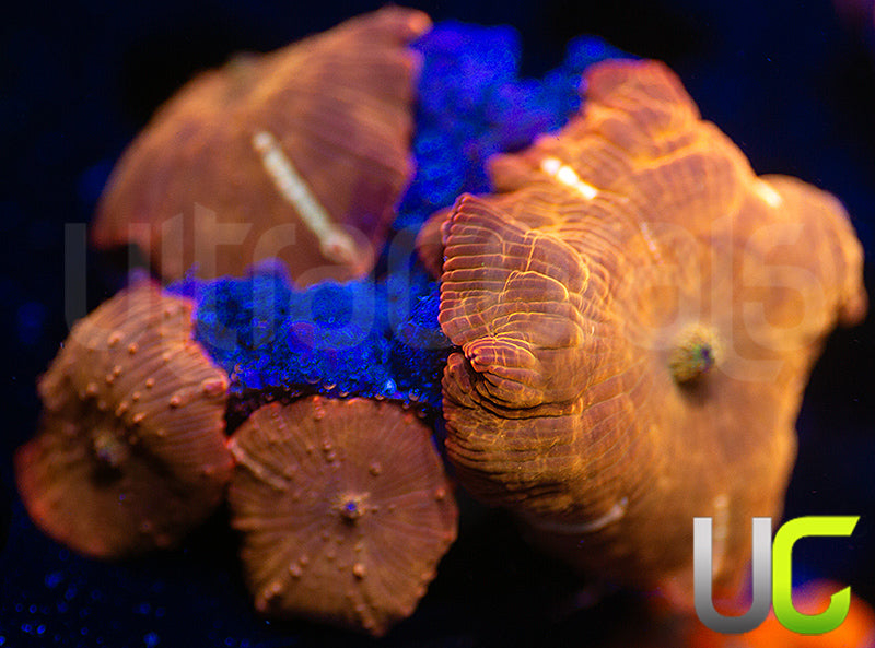 UC Fanta Mushroom