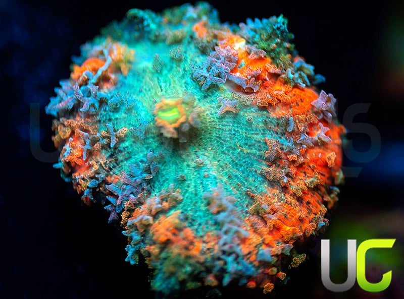 Ultra Neglecta Mushroom