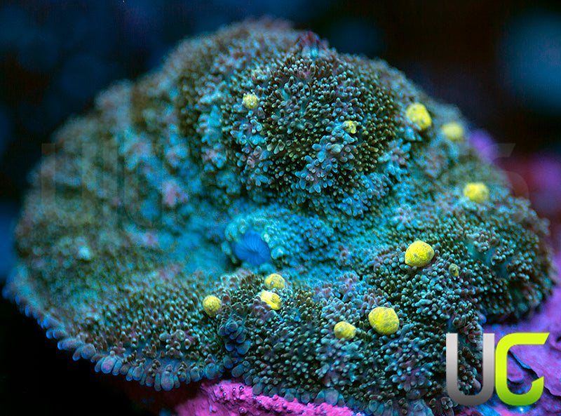 UC Lemon Drop Bouce Mushroom