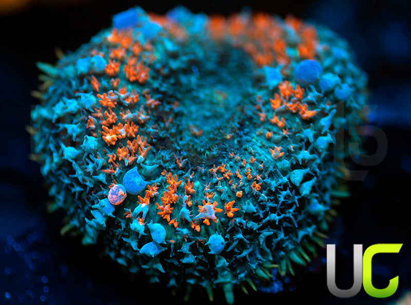 NEW RELEASE: UC Candy Drop Mushroom