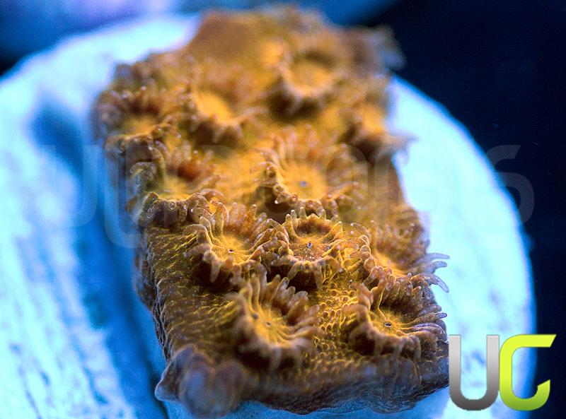 JF Copperhead Cyphastrea