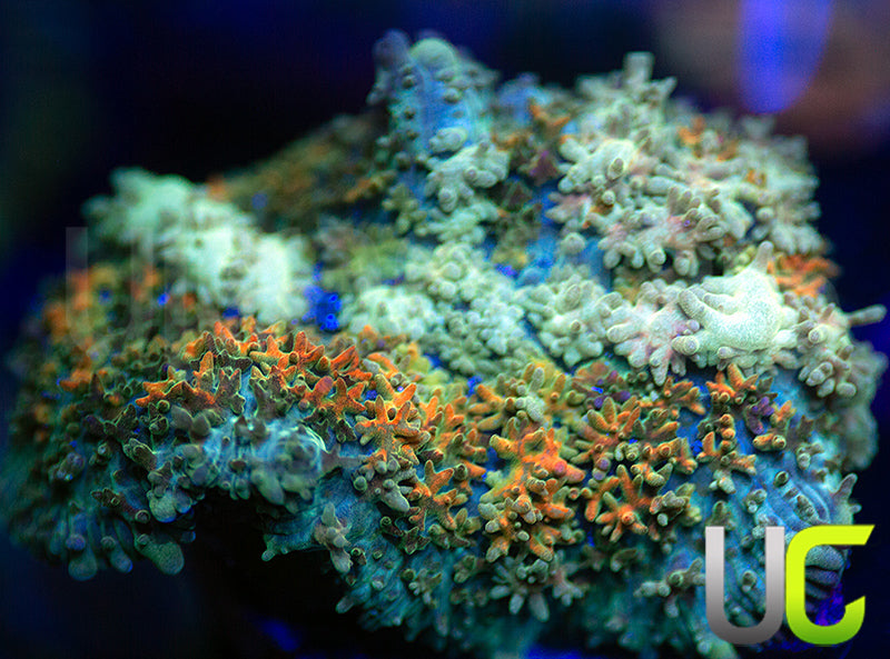 UC Magic Mushroom