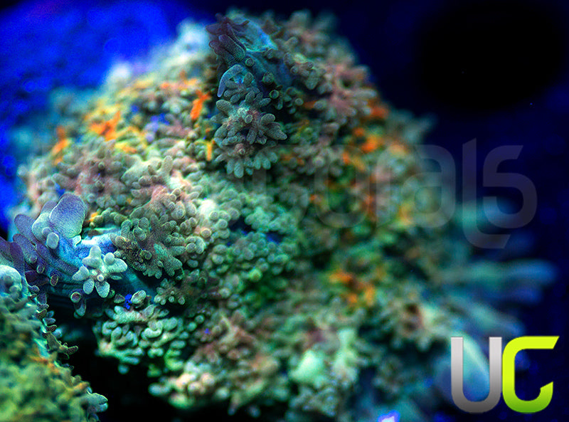 UC Magic Mushroom