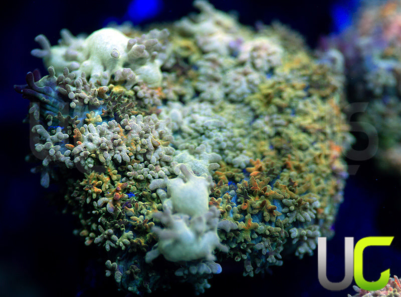 UC Magic Mushroom