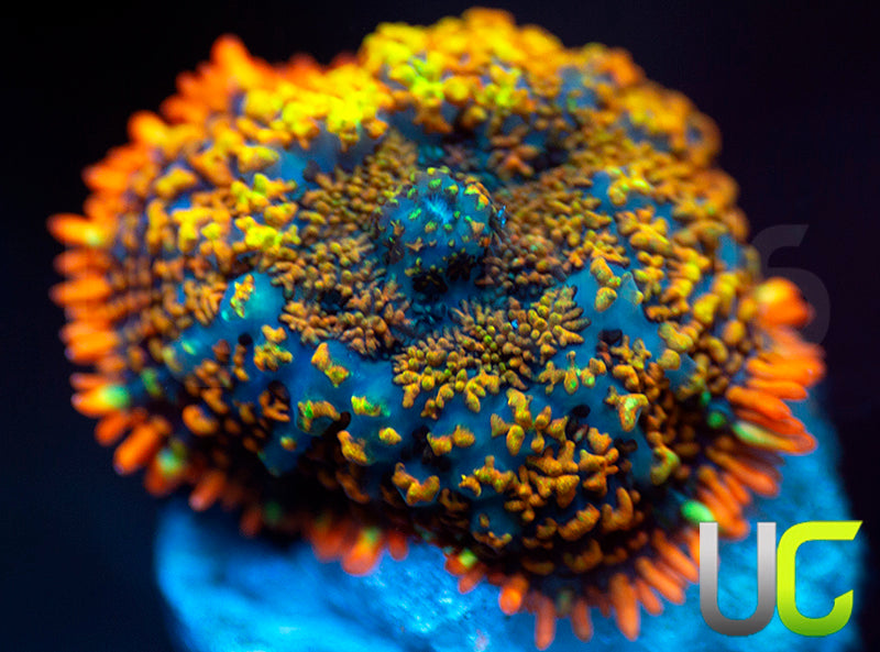 UC Juicy Fruit Mushroom