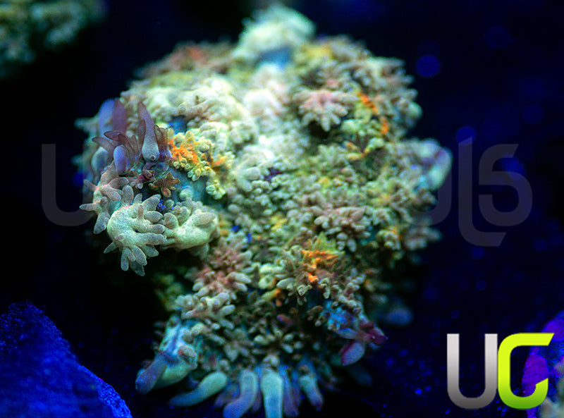 UC Magic Mushroom