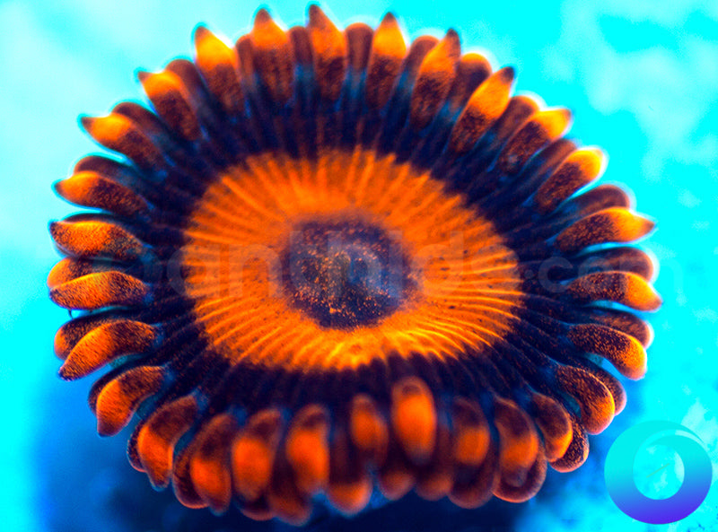 Oxides