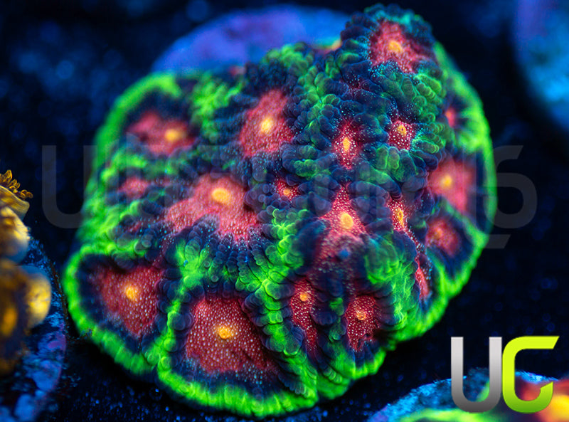 UC Genesis Favites