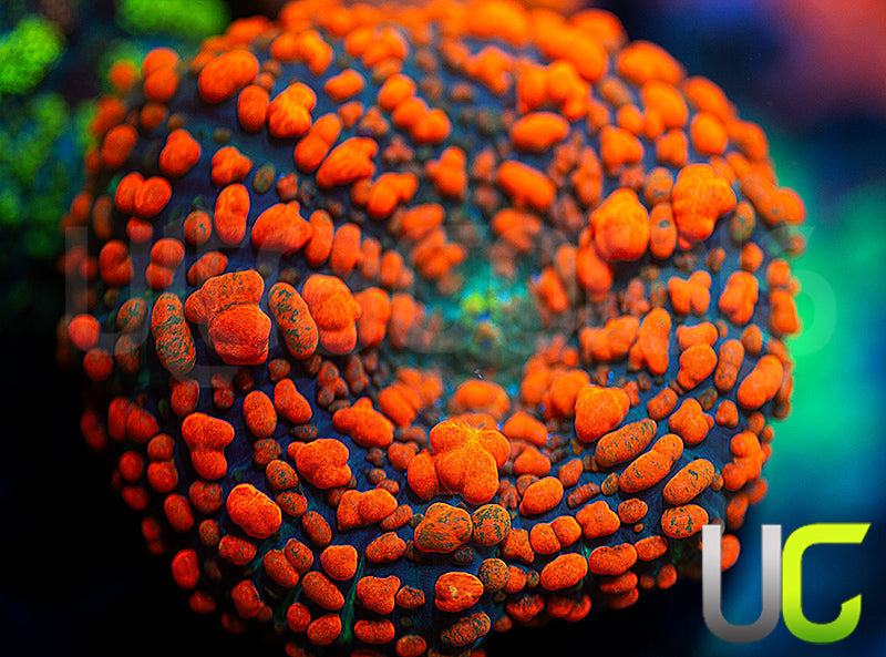 ER Bubonic Bounce Mushroom