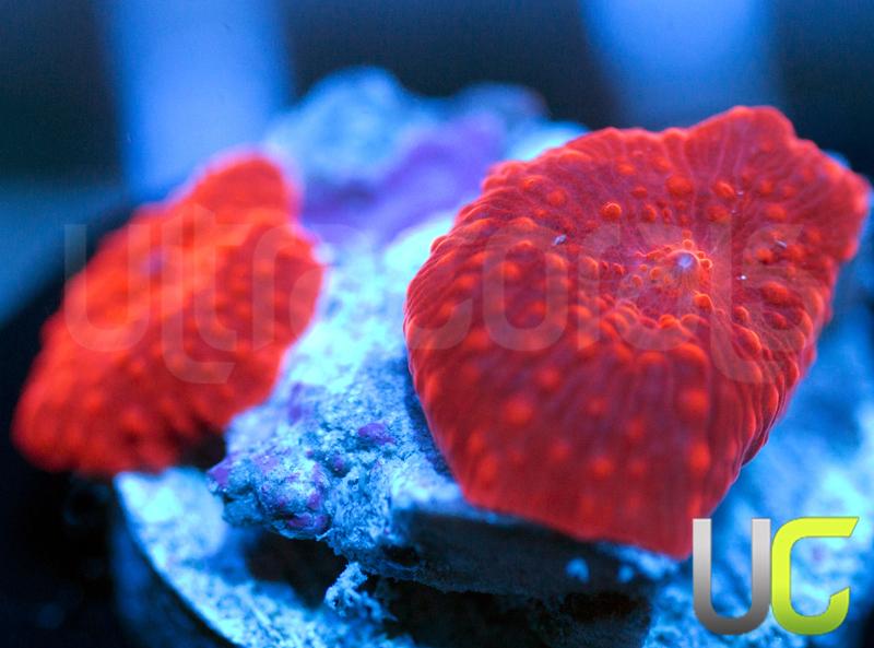 Fireshroom