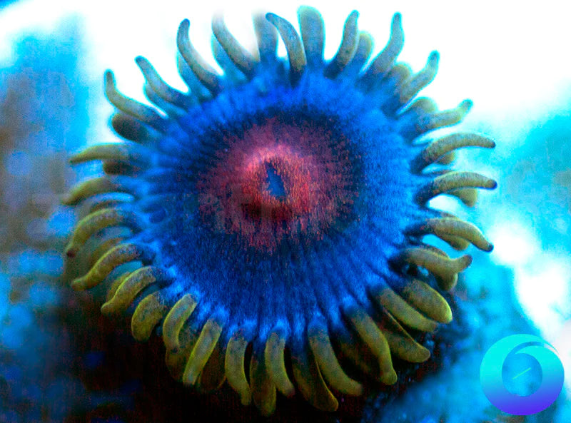 Blue Kiss