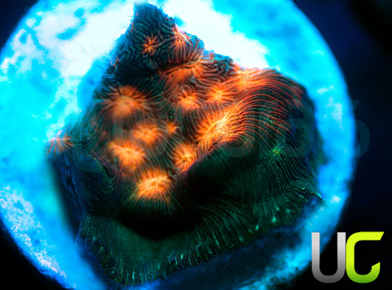 UC Plutonium Lepto
