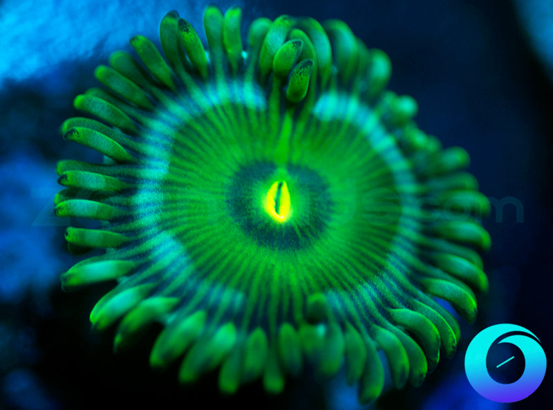 Green People Eater
