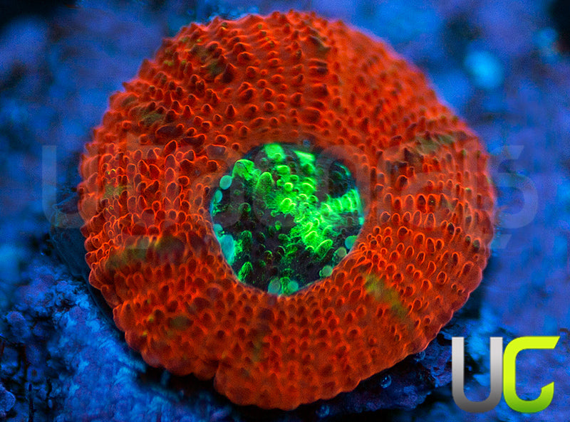 UC Dragon Slayer Micro Amakusensis