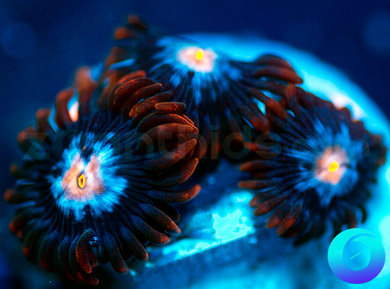 Neuralyzer