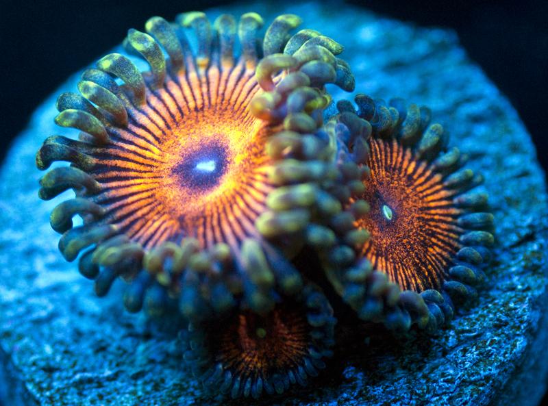 Zoanthids.com Magma