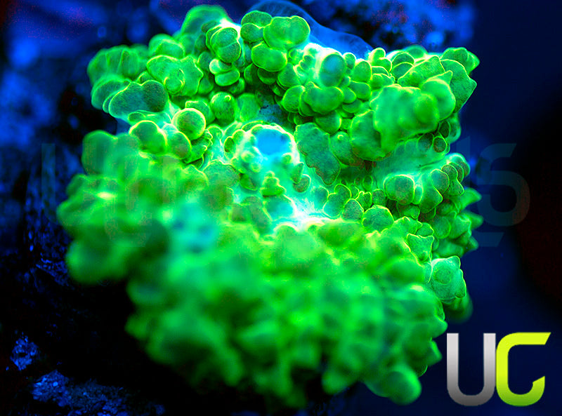 UC Shrek Mushroom