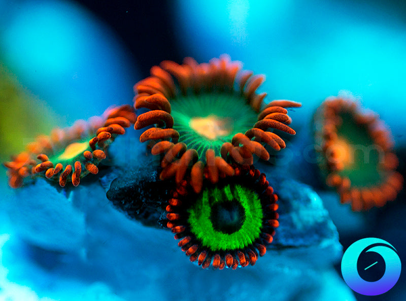 Gatorades & Emeralds on Fire