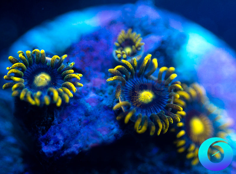 Corona