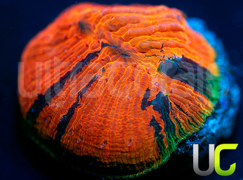 NEW RELEASE: UC Fuego Diaseris Plate
