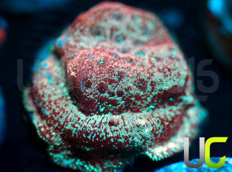 UC Mesozoic Lepto