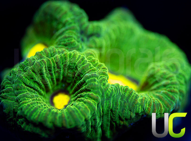 NEW RELEASE: UC Neon Lights Favia