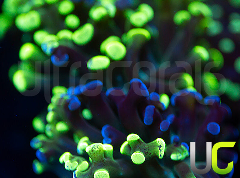 UC Splatter Frammer