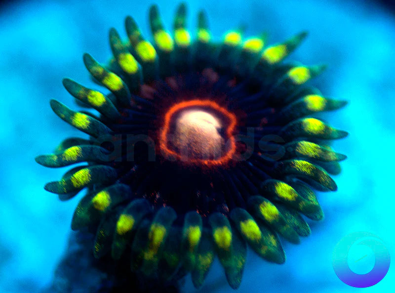 CB King Jawbreaker Hornet