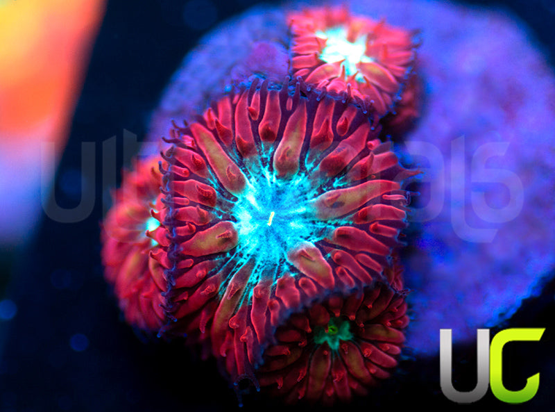UC Azure Sky Blastos