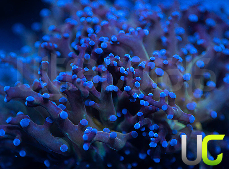 Blue Octospawn