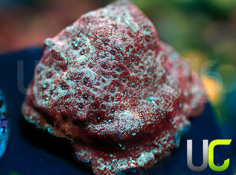 UC Mesozoic Lepto