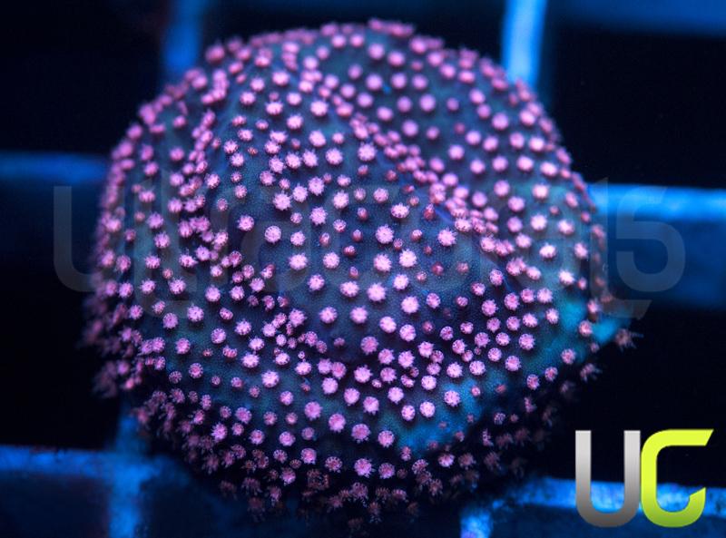 JF Pink Polyp Stylo