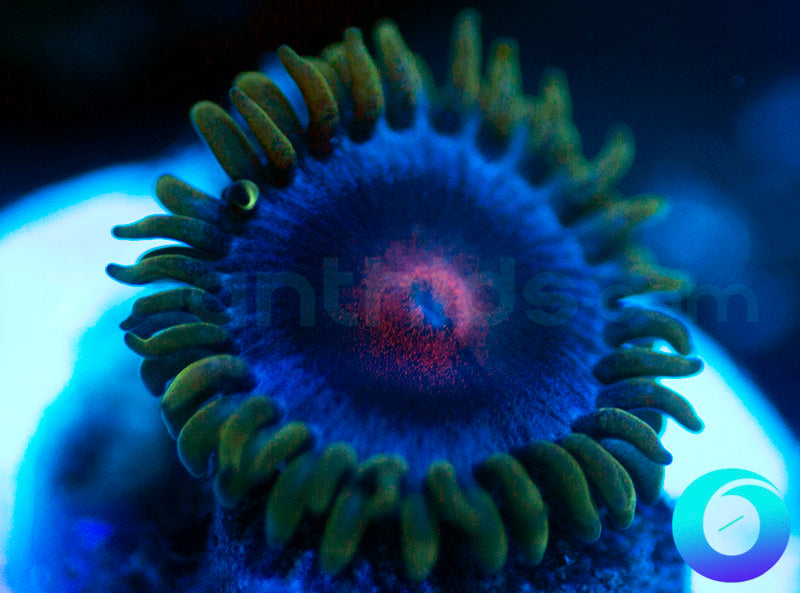 Blue Kiss