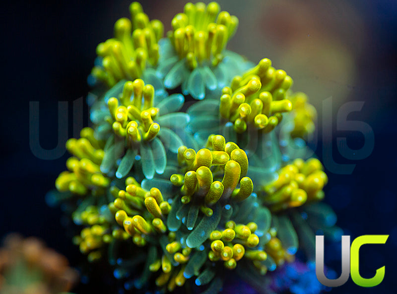 UC Lemon Lime Galaxia