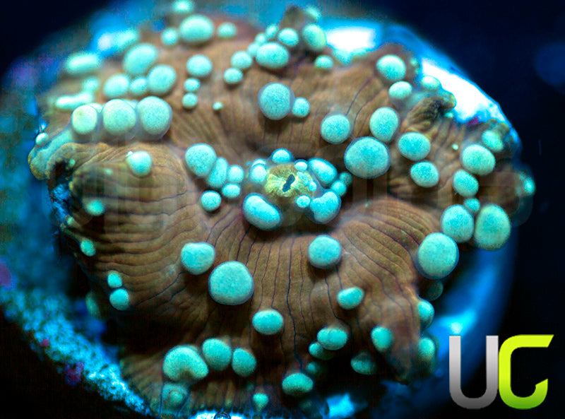 Poseidon Bounce Mushroom