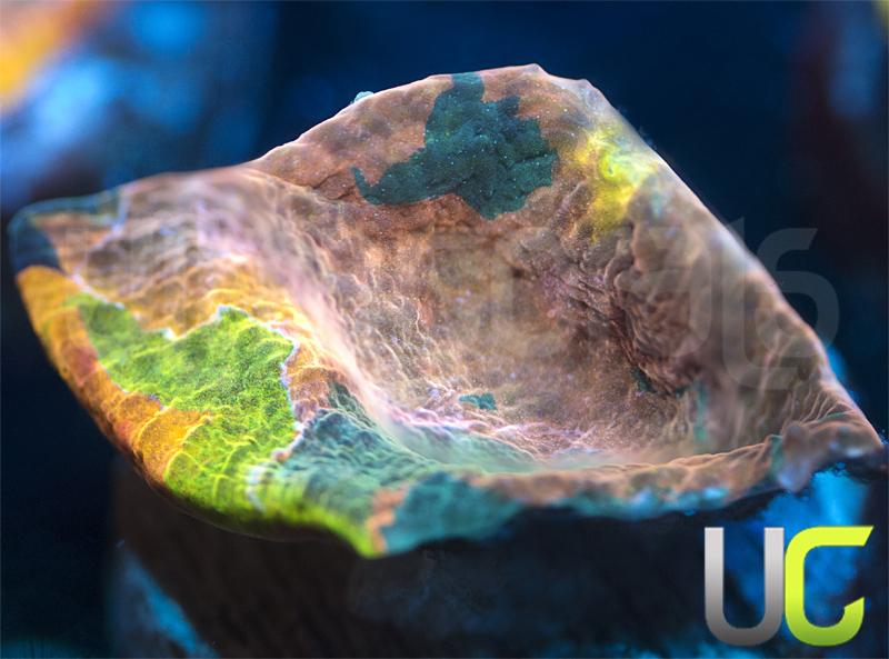 NEW Release UC Funhouse Chalice