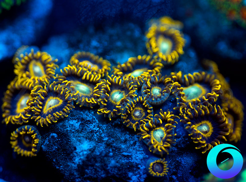 Black Stingers